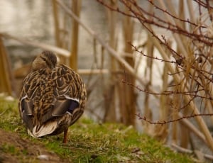 brown bird in rule of thirds photography thumbnail
