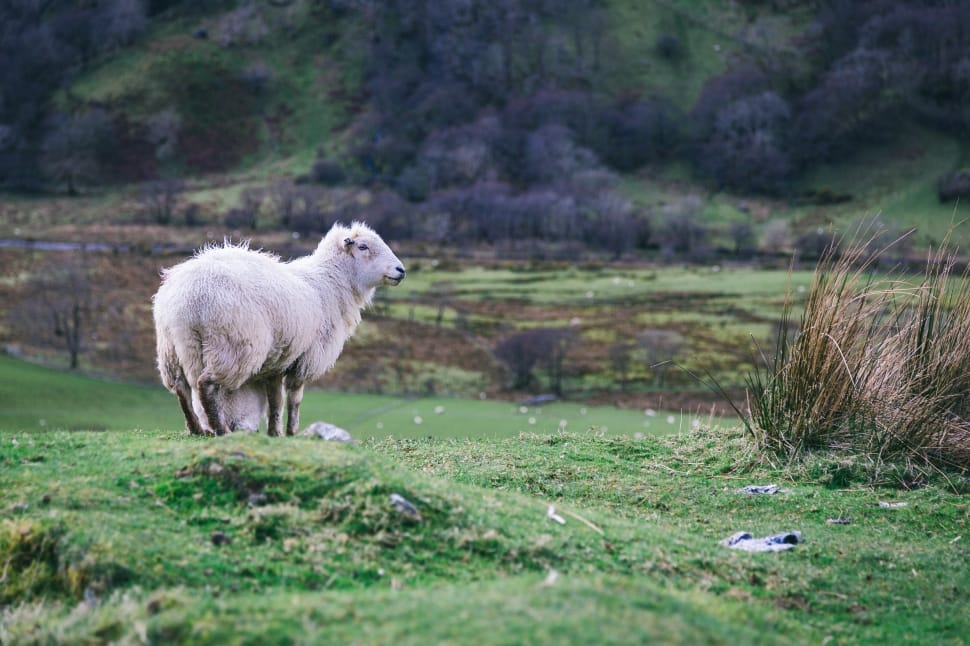 wildlife photography of white sheep standing on the grass preview