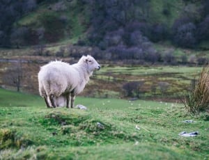 wildlife photography of white sheep standing on the grass thumbnail