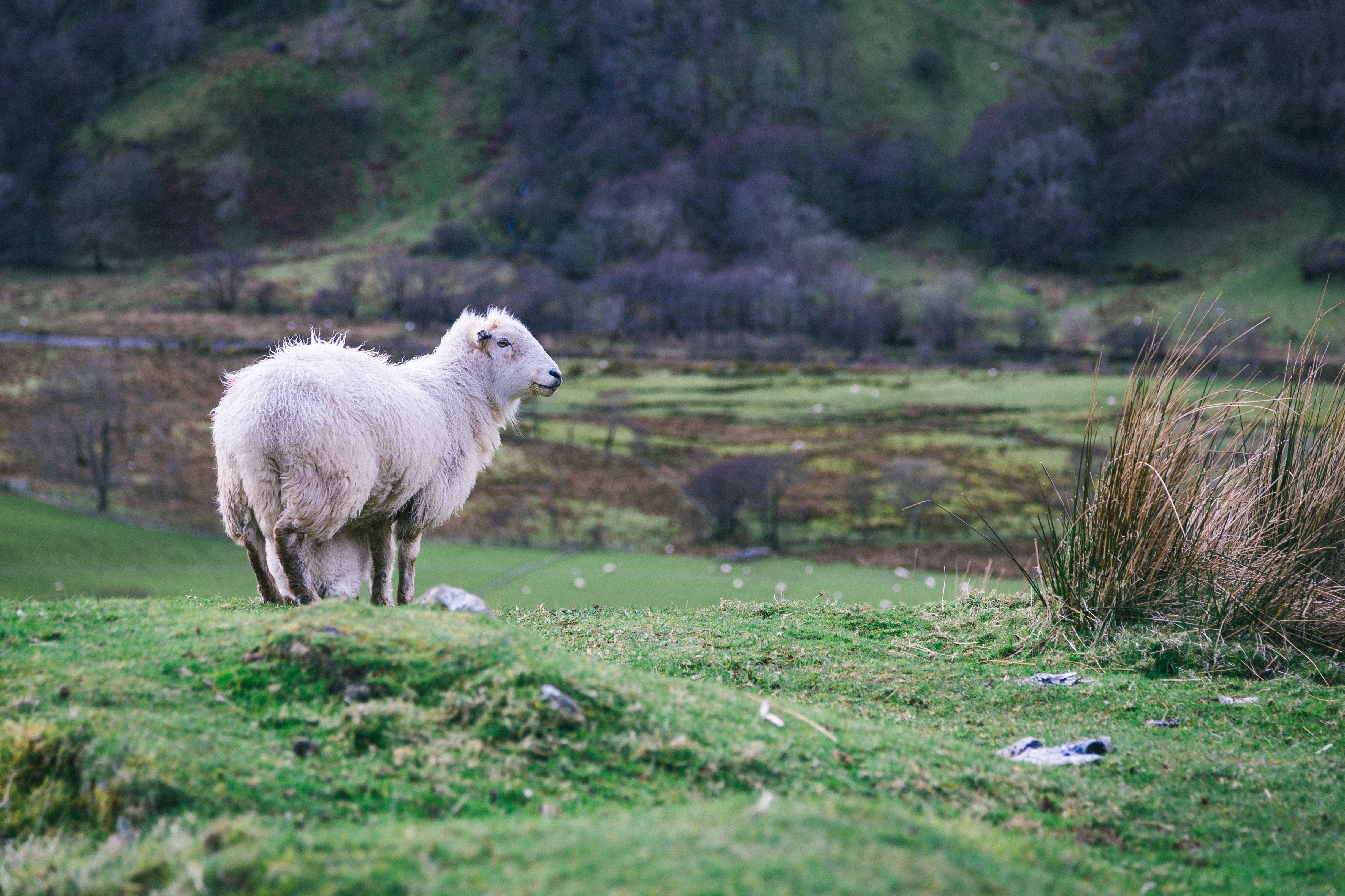 wildlife photography of white sheep standing on the grass