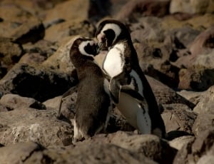 2 black and white penguins thumbnail