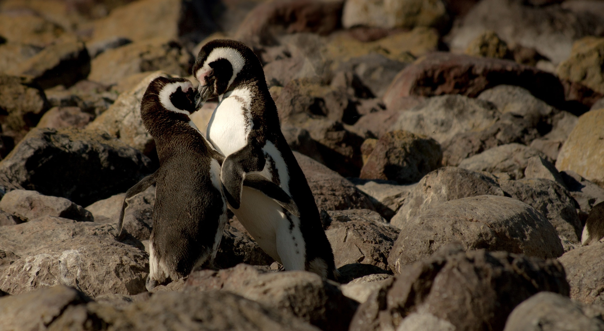 2 black and white penguins