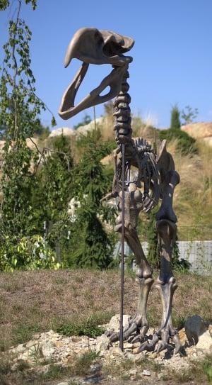 gray raptor skeleton thumbnail