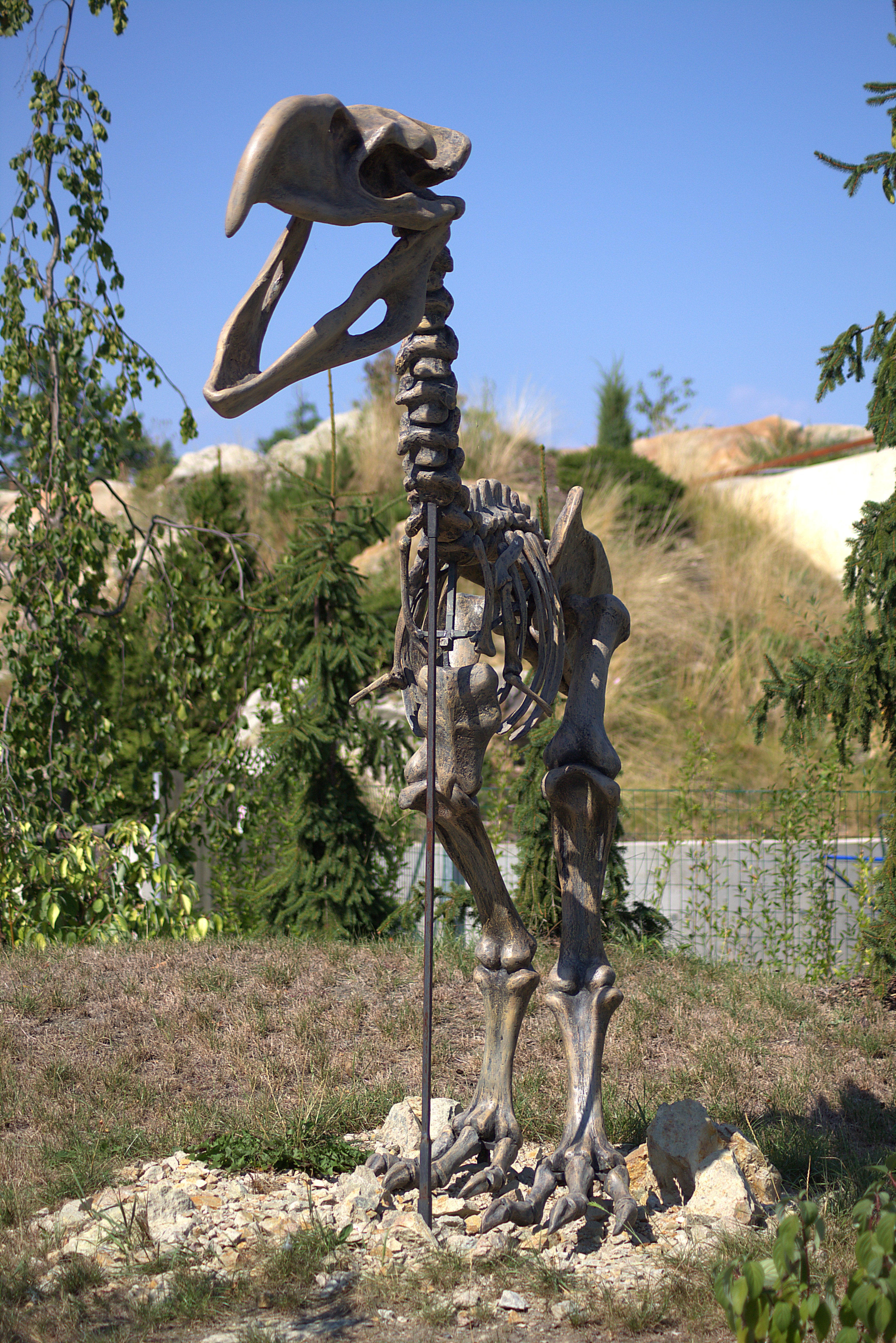 gray raptor skeleton