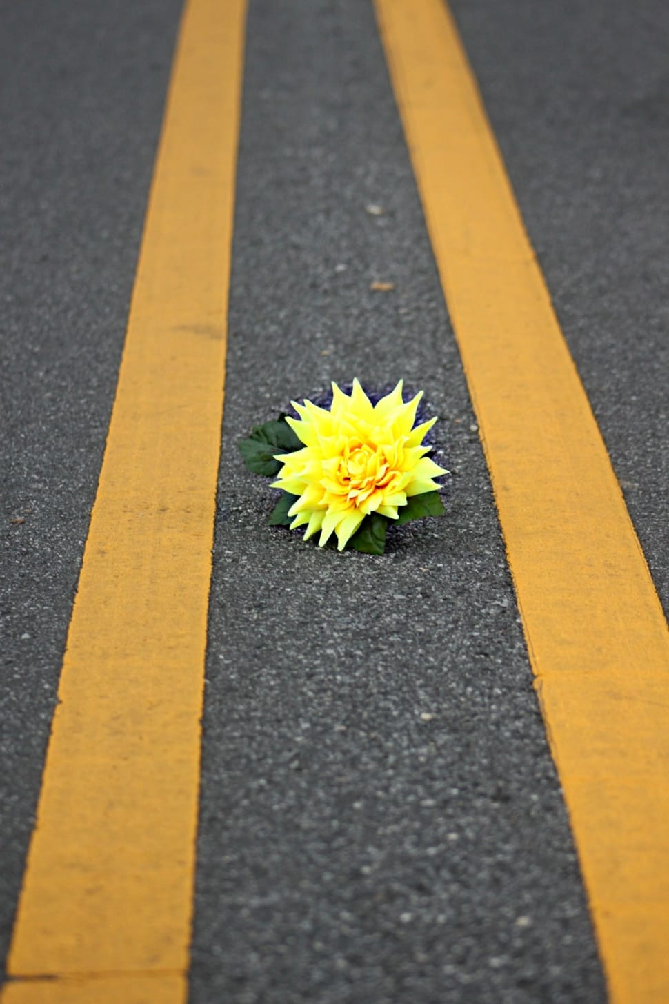 yellow flowers on road field preview