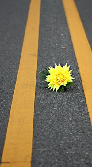 yellow flowers on road field thumbnail