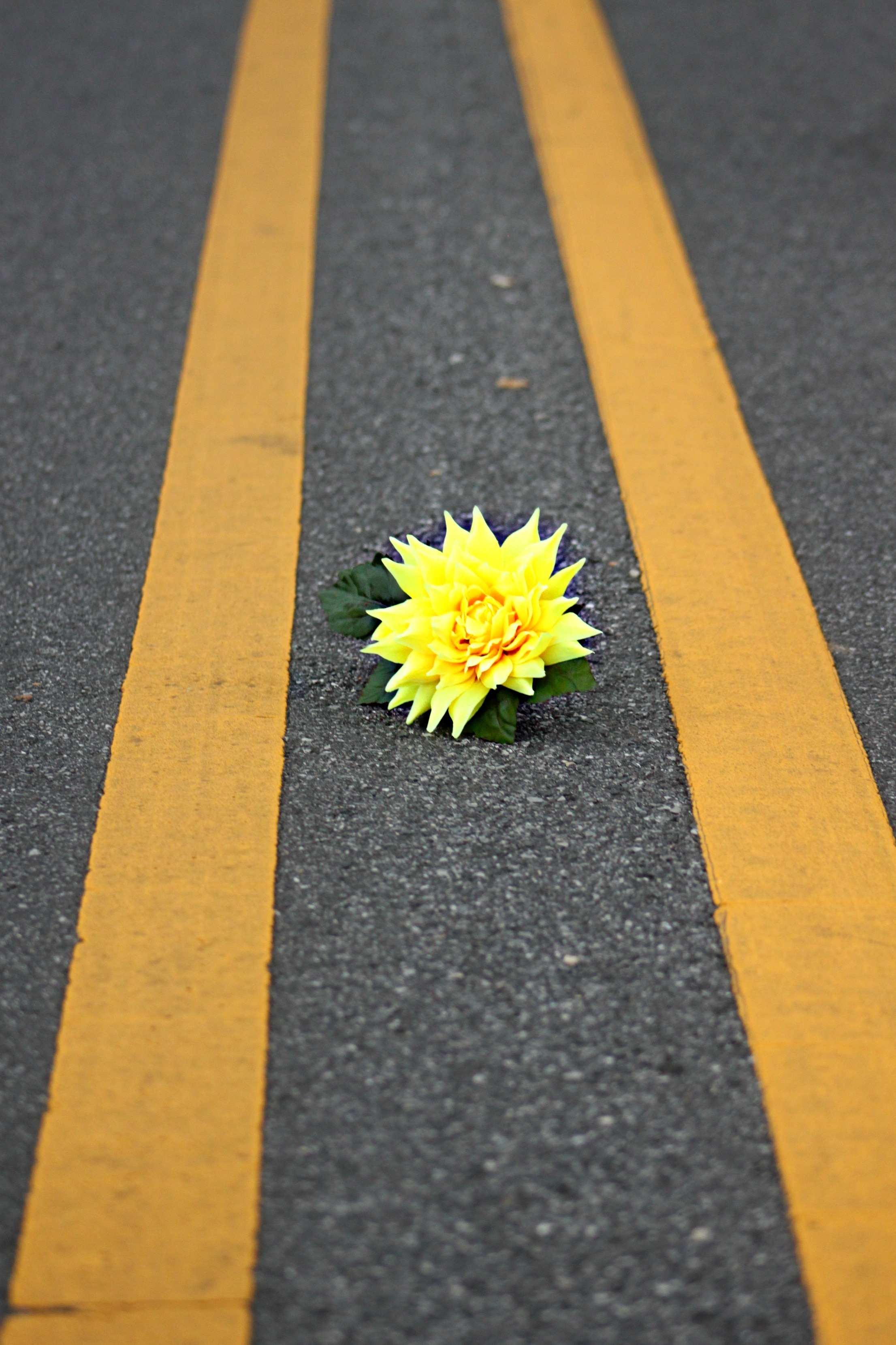 yellow flowers on road field