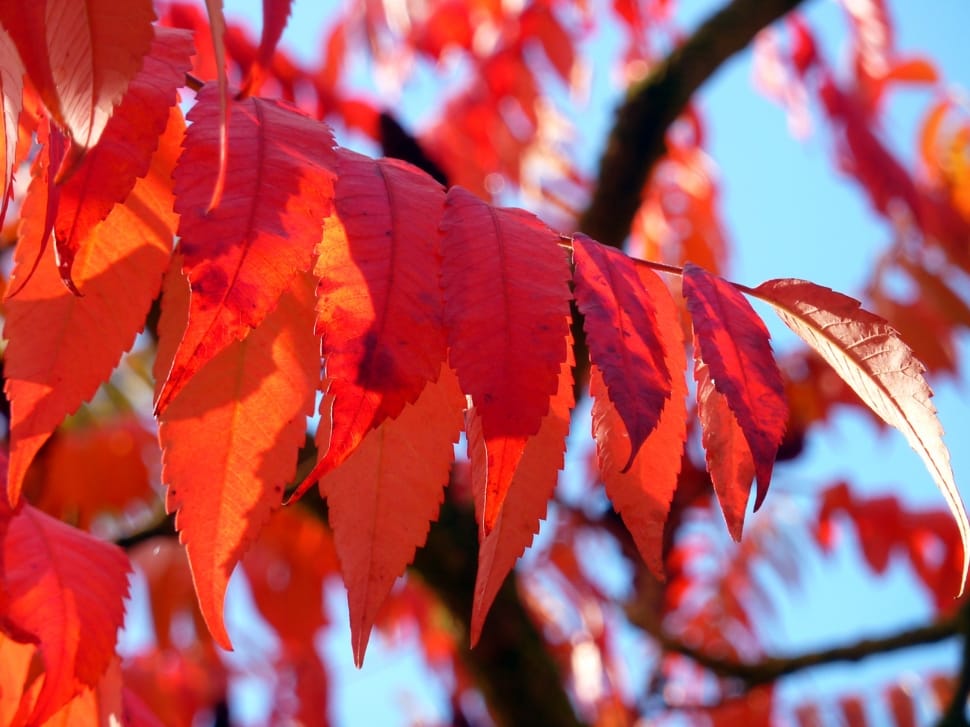red leaf tree preview