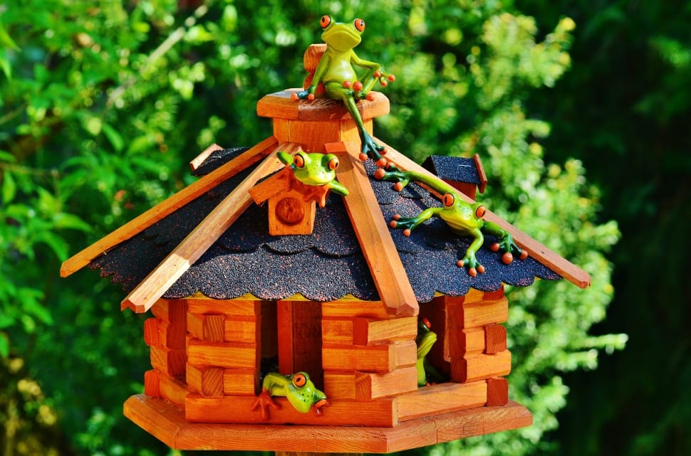 red-eyed tree frogs on brown and black wooden house miniature free image