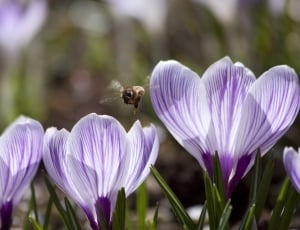 purple flower and bee thumbnail