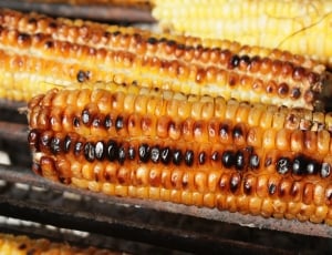 two grilled corn cobs thumbnail
