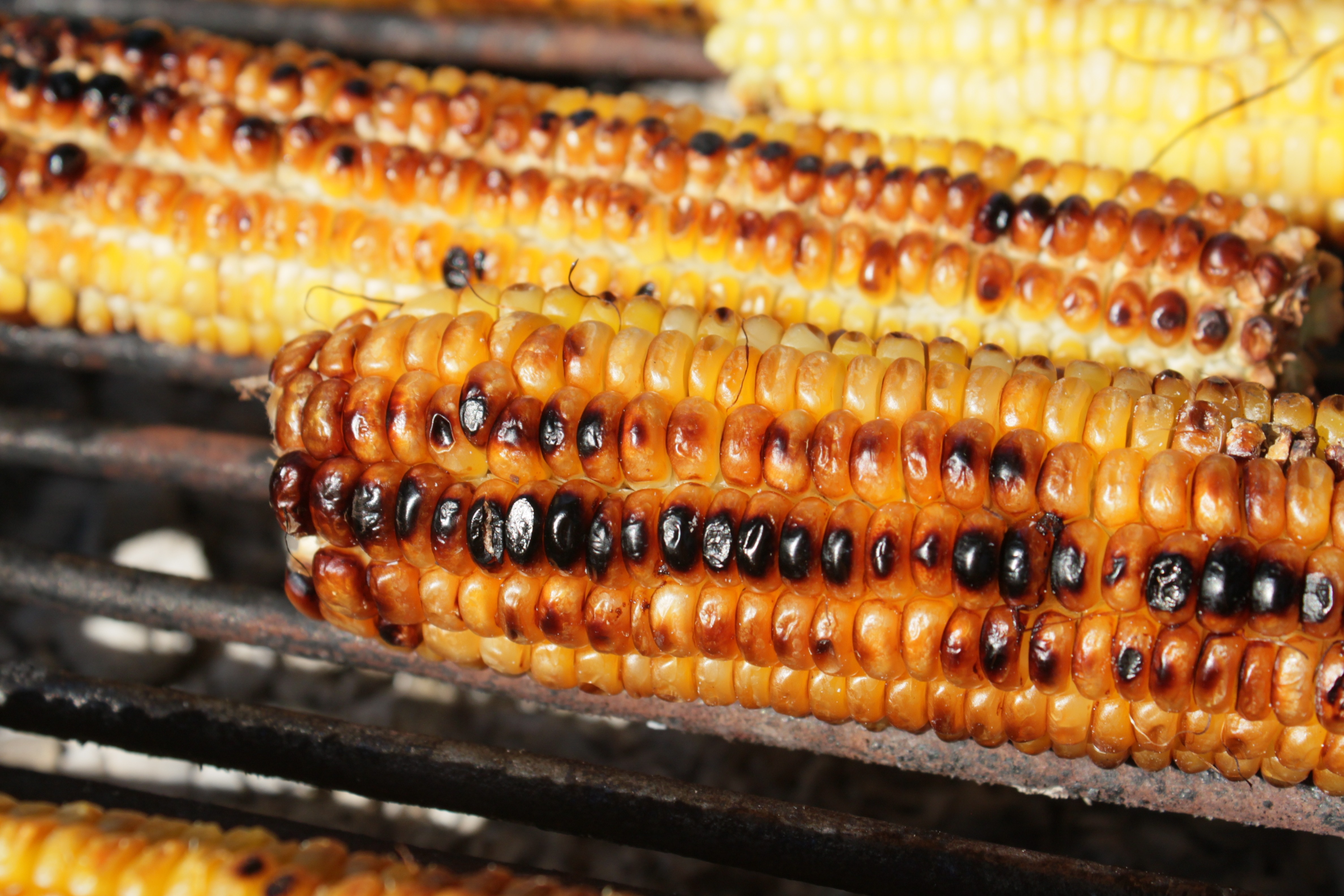 two grilled corn cobs