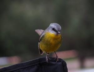 gray and yellow small bird thumbnail