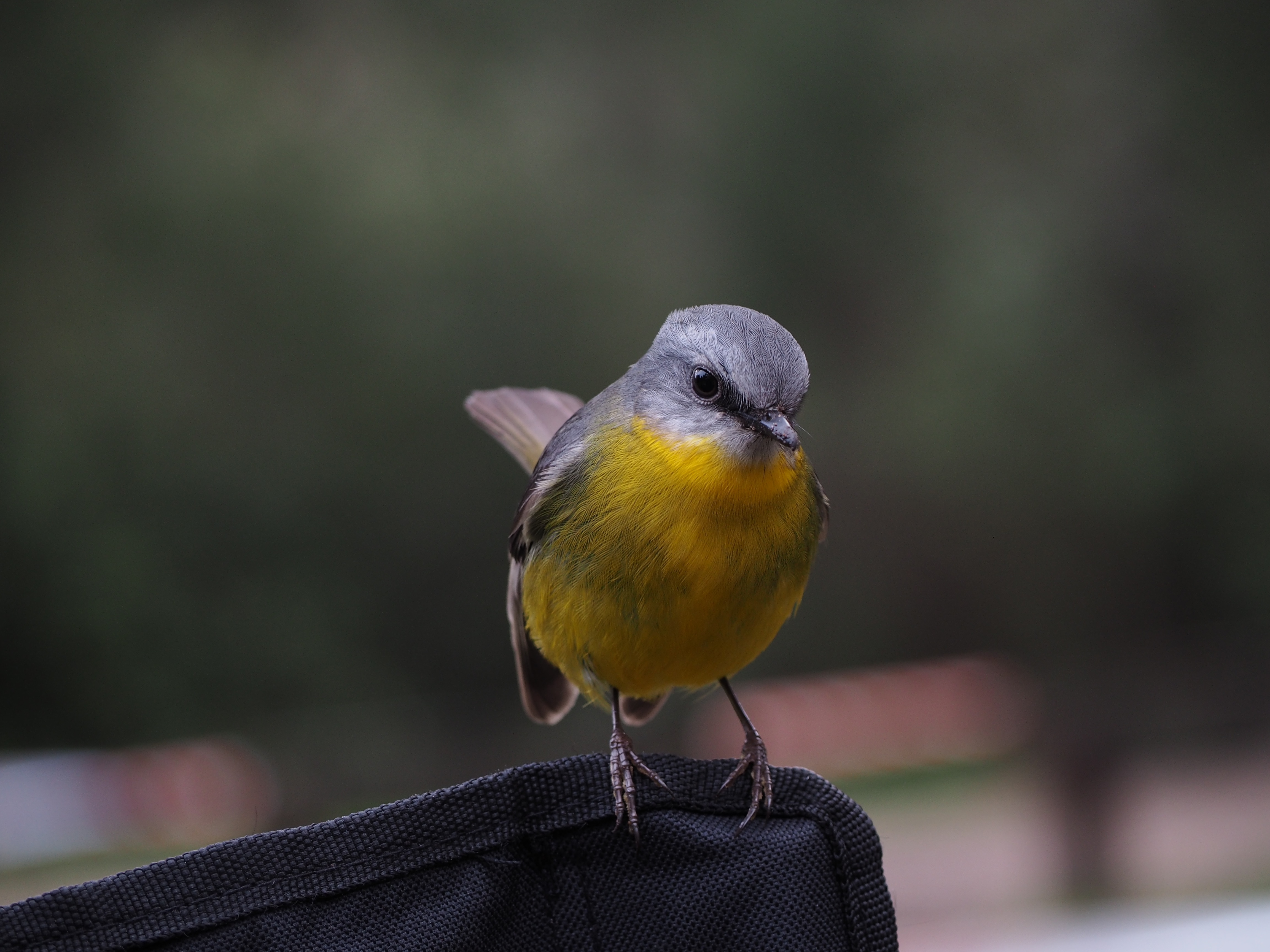 gray and yellow small bird