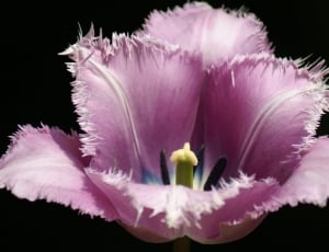 pink jagged tulip in bloom thumbnail