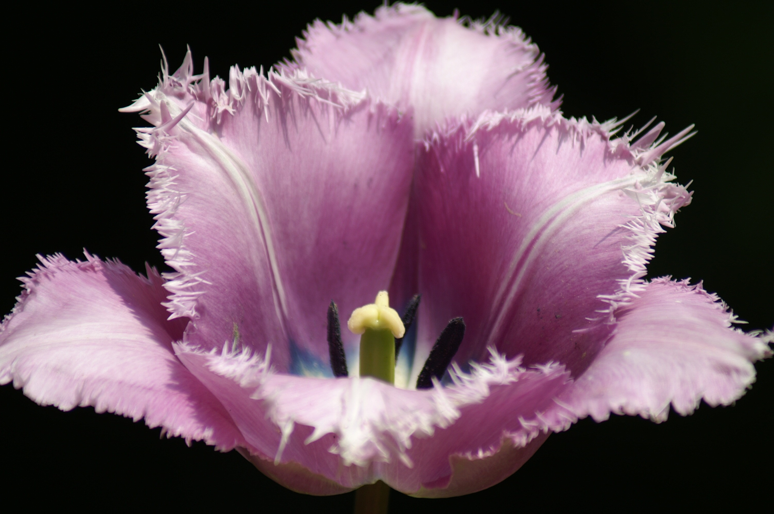 pink jagged tulip in bloom