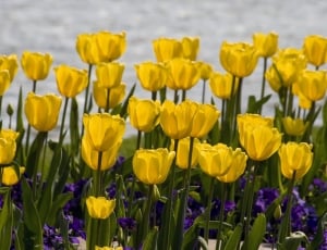 yellow tulip lot thumbnail