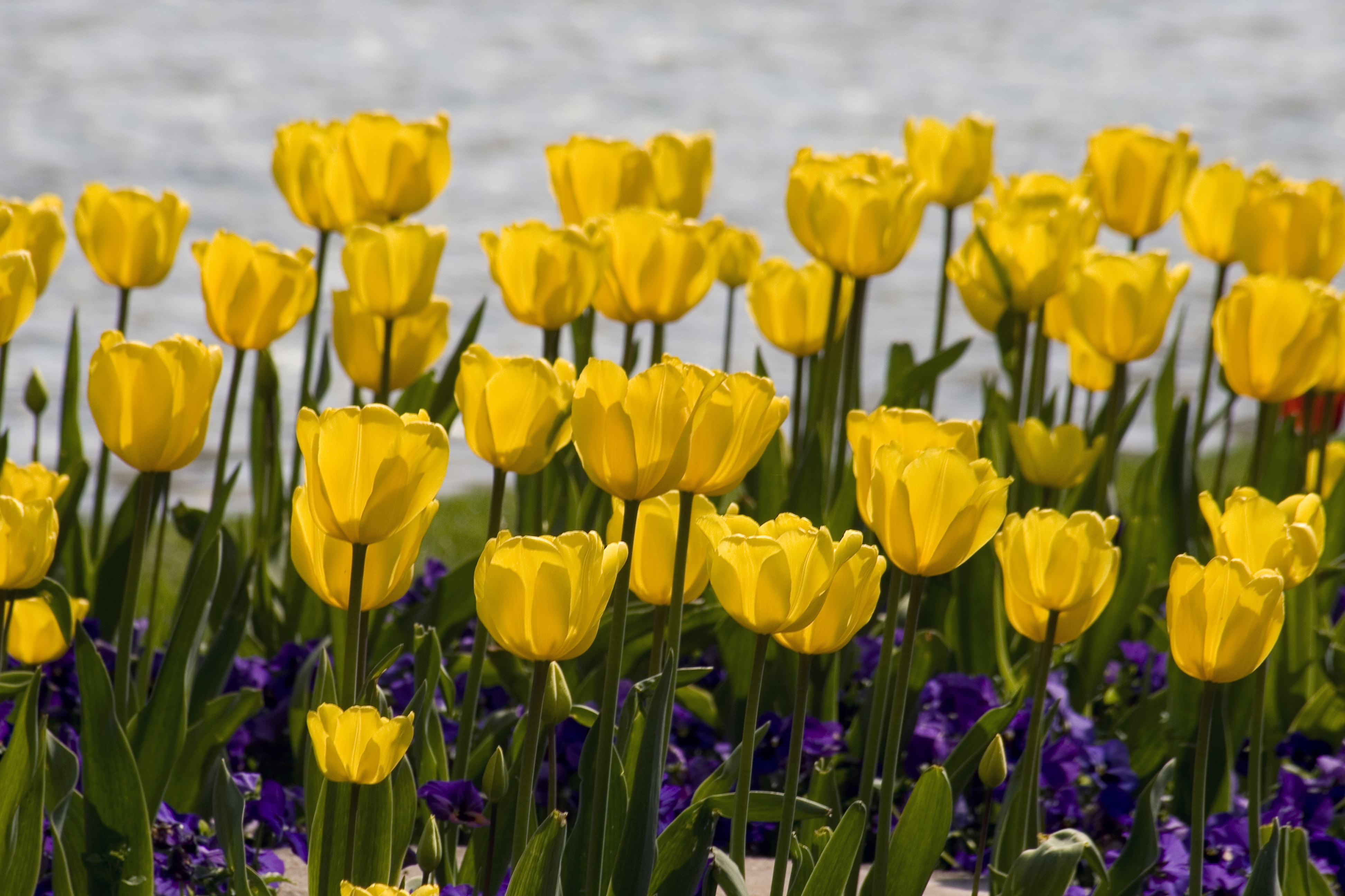 yellow tulip lot