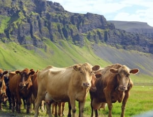 Cow, Farm, Animal, Meat, Beef, Cows, mountain, livestock thumbnail