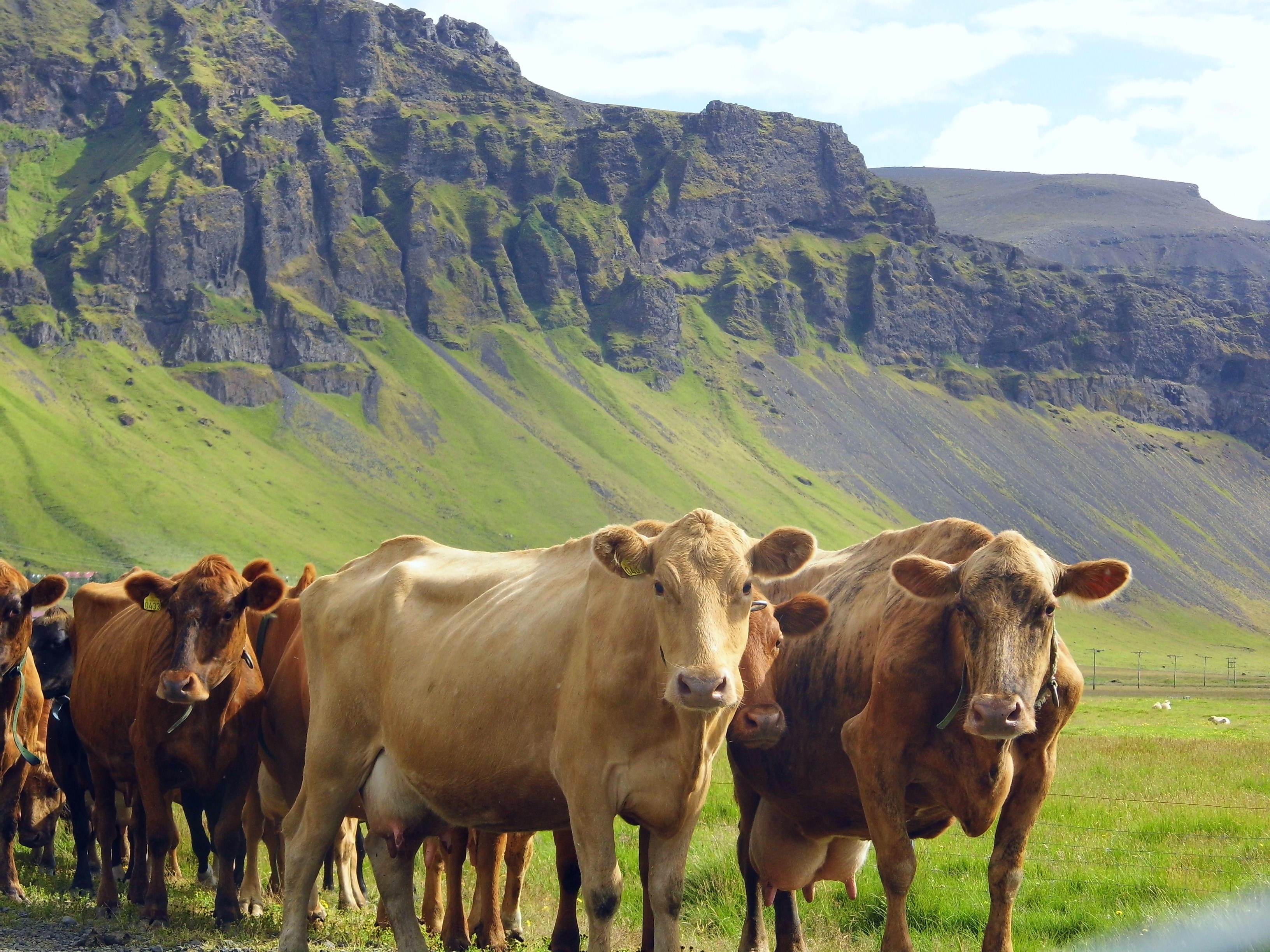 Cow, Farm, Animal, Meat, Beef, Cows, mountain, livestock