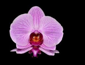 pink orchid thumbnail