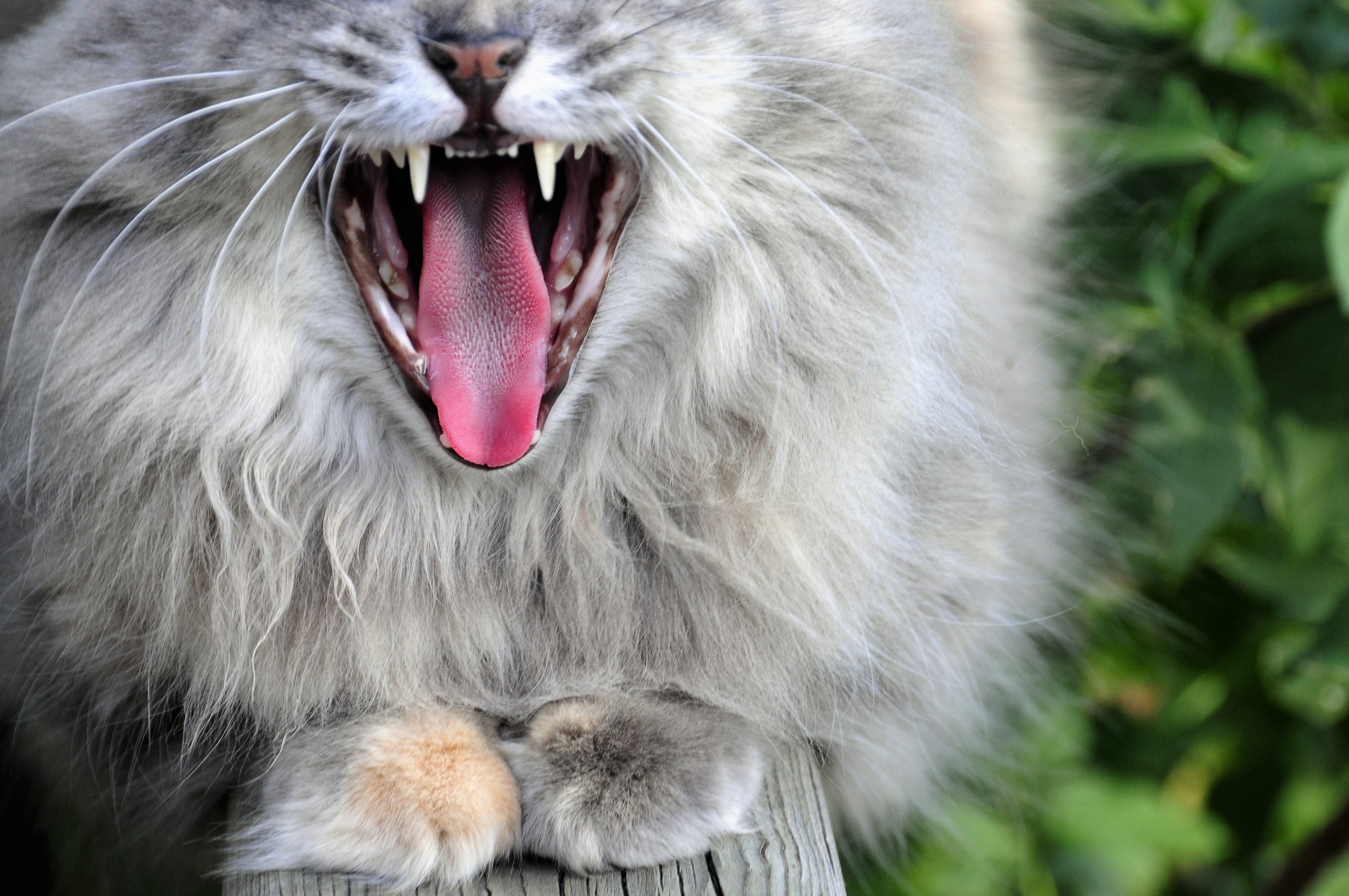 gray long haired cat