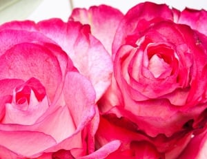 red and pink roses thumbnail