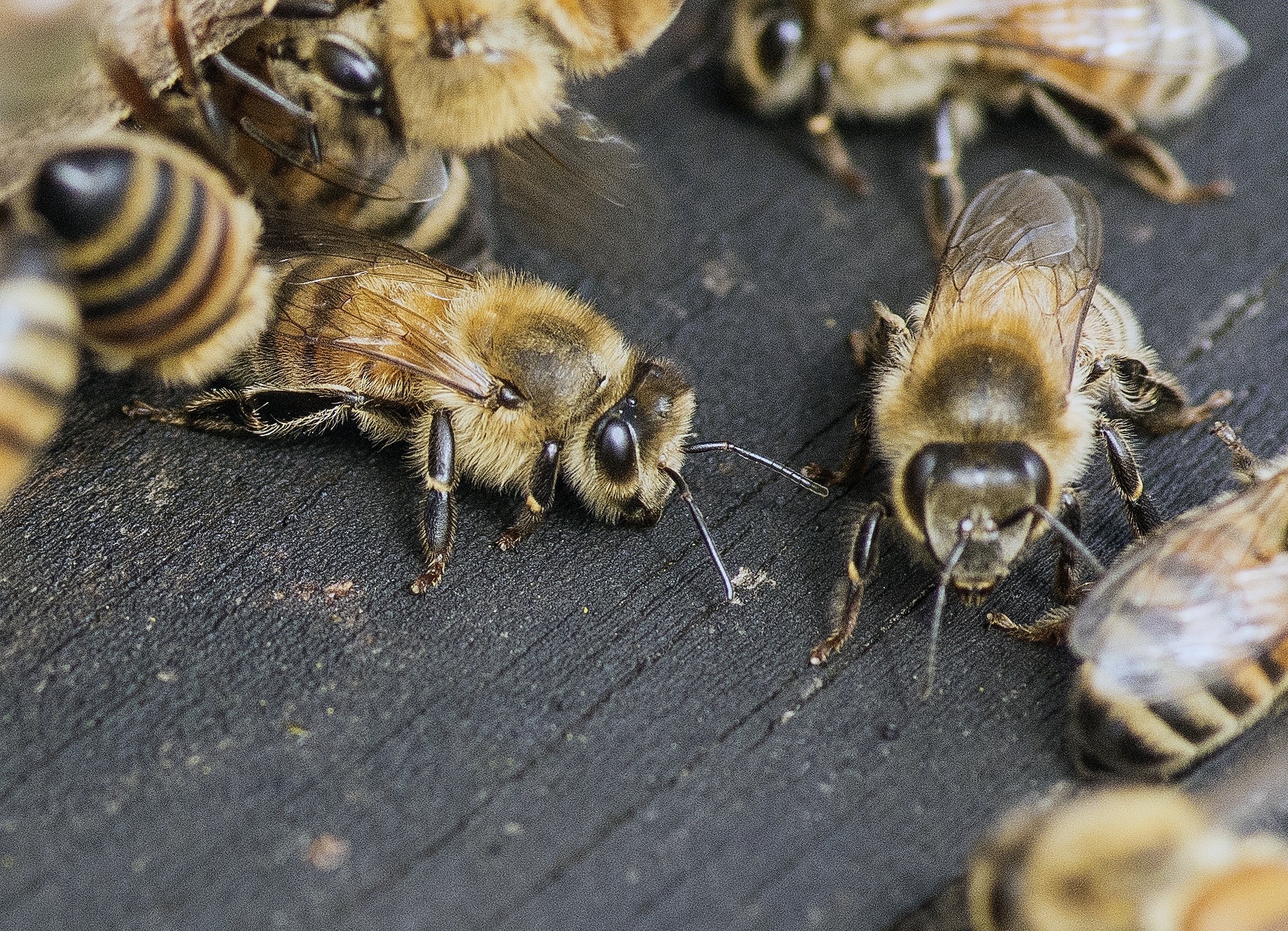 group of honey bee