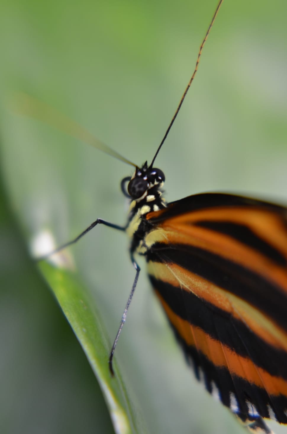 Macro, Simple, Butterfly, insect, one animal preview