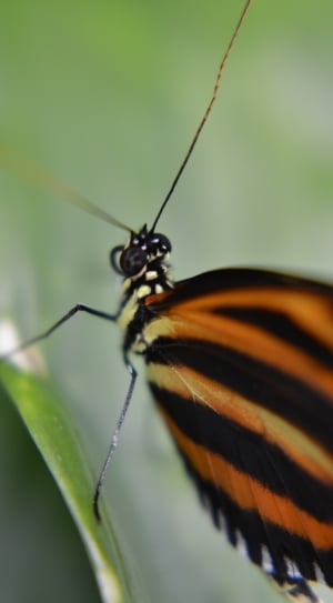 Macro, Simple, Butterfly, insect, one animal thumbnail