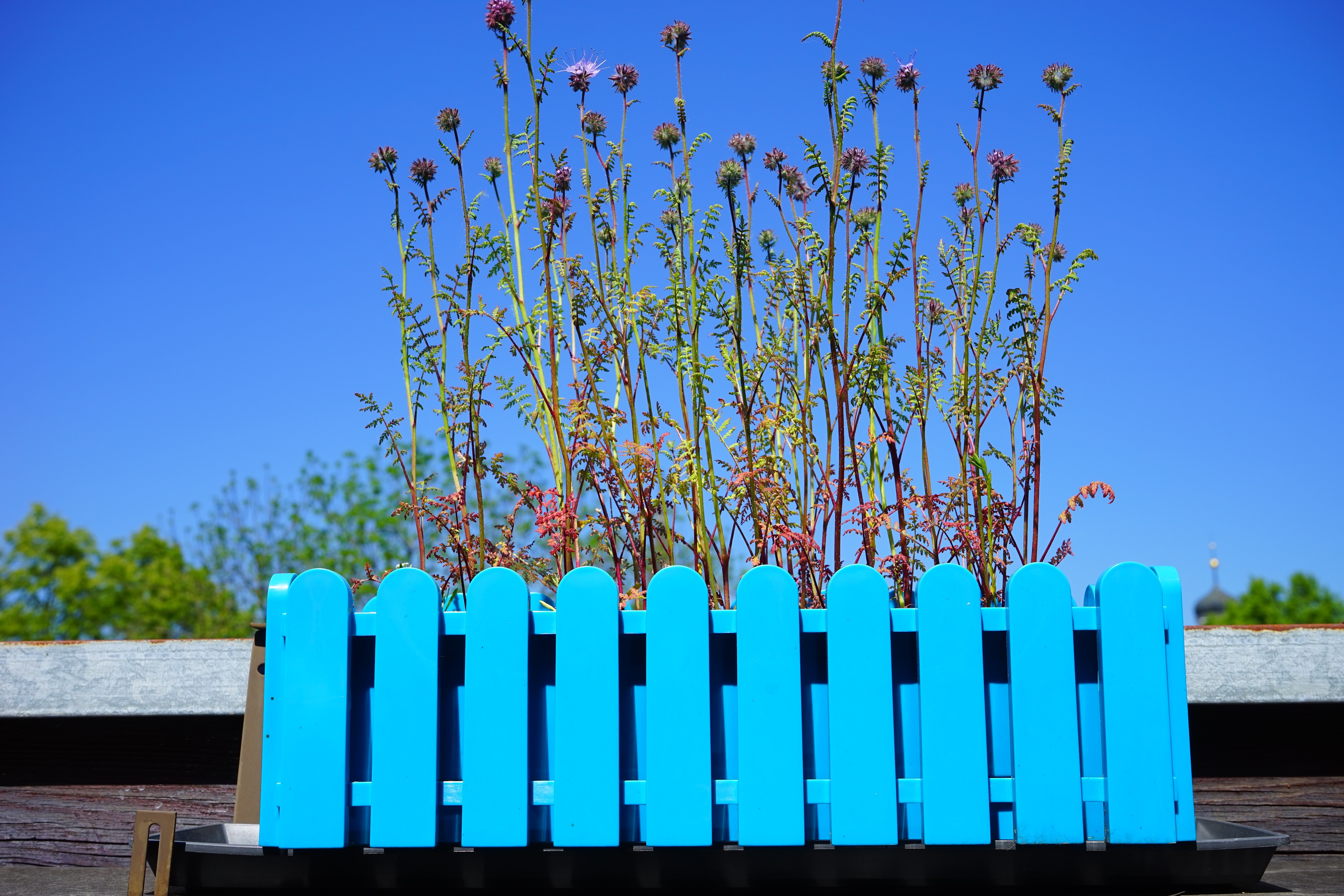 photo of blue wooden fence
