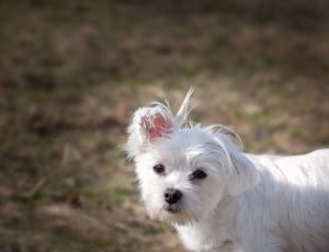 selective focus photo of white short coated dog thumbnail