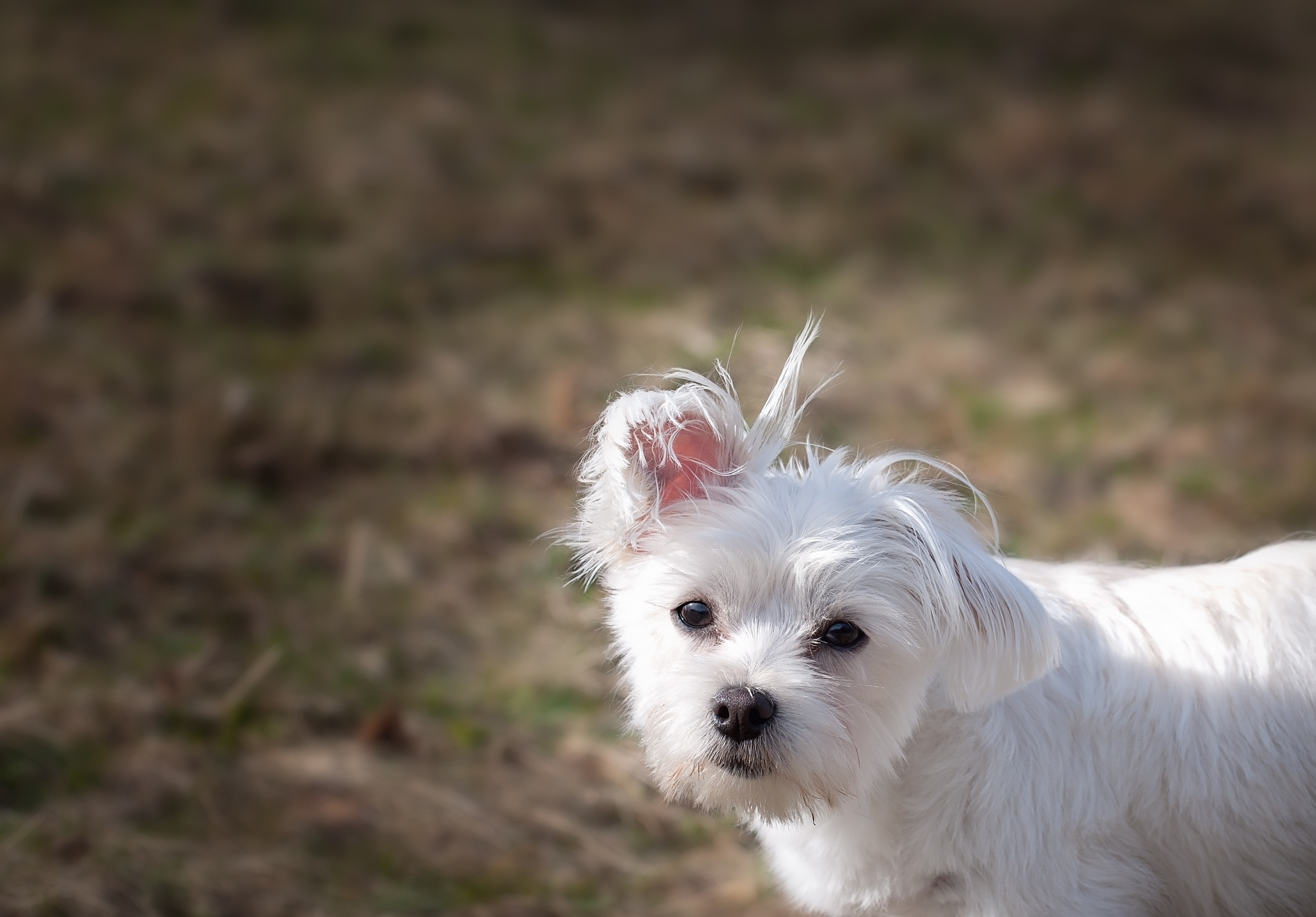 selective focus photo of white short coated dog
