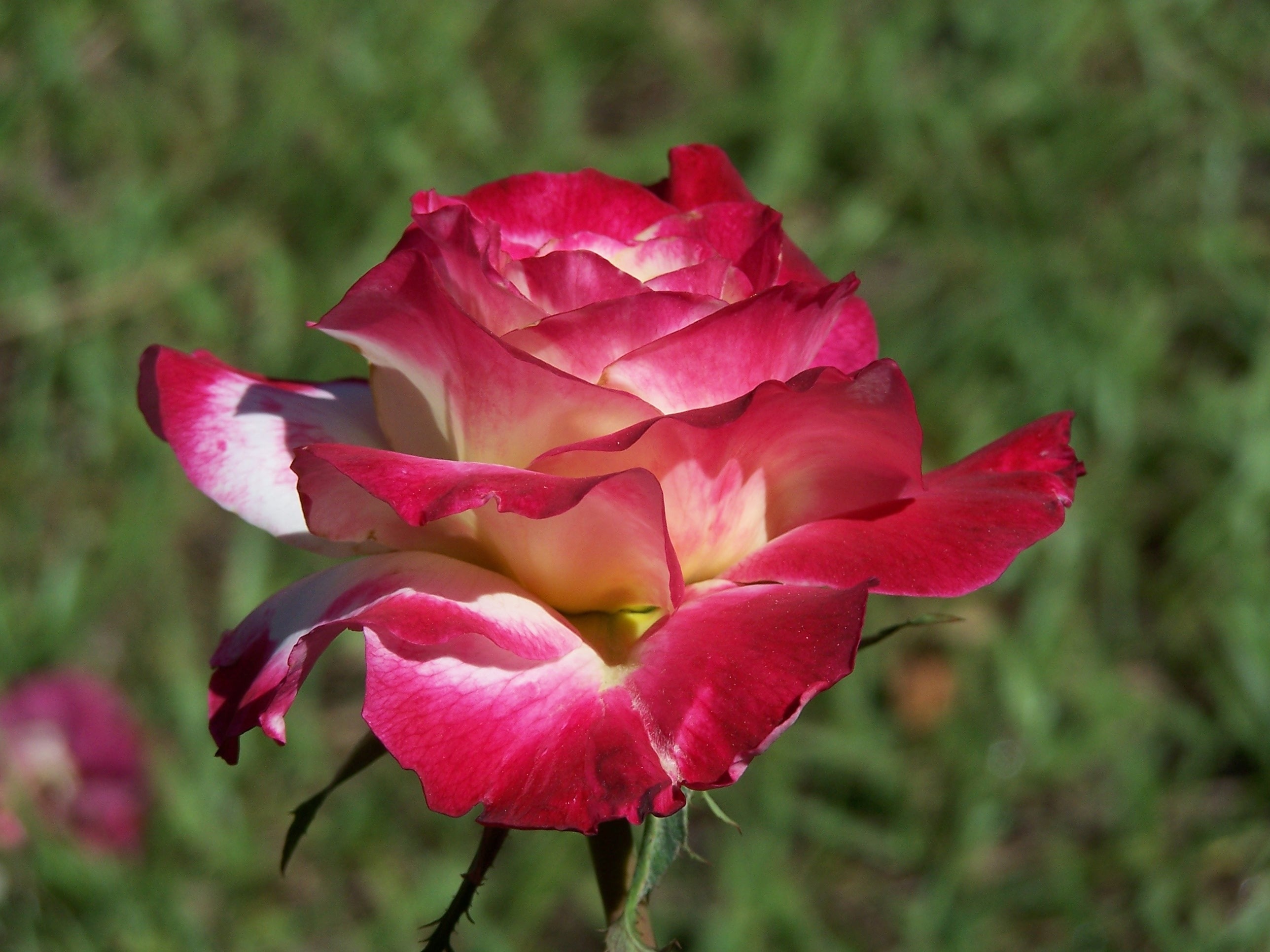 pink and white petal flower