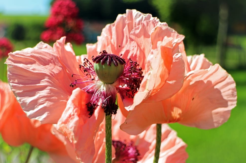 Poppy, Pink Poppy, Seeds, Boll, Pink, flower, petal preview