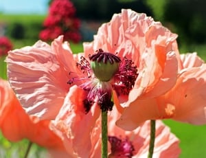 Poppy, Pink Poppy, Seeds, Boll, Pink, flower, petal thumbnail