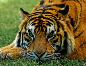 black brown and white tiger thumbnail