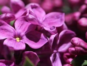 Macro, Bloom, Lilac, Flowers, Closeup, flower, purple thumbnail