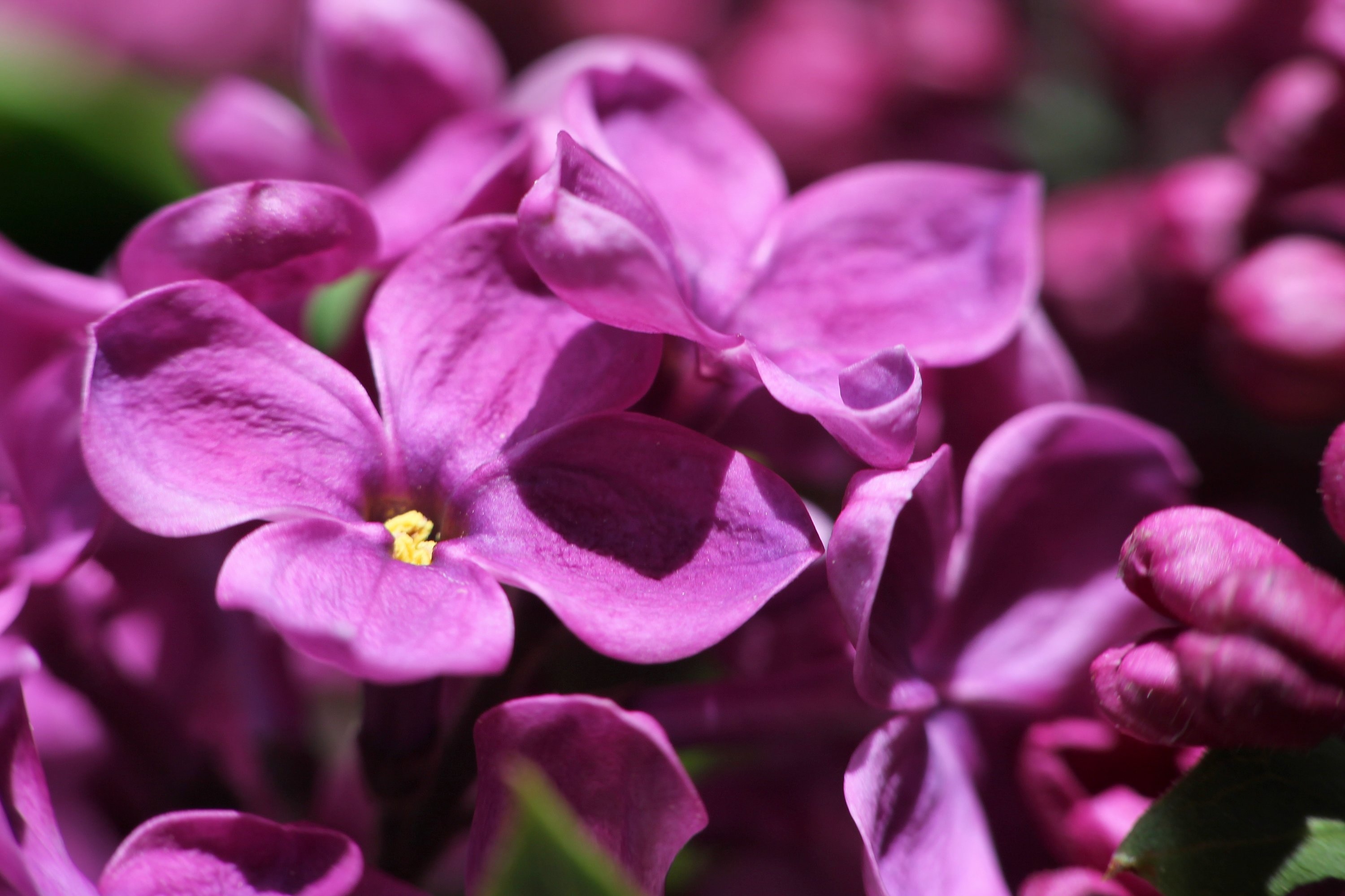 Macro, Bloom, Lilac, Flowers, Closeup, flower, purple