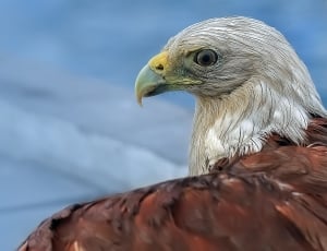 white and brown bald eagle thumbnail