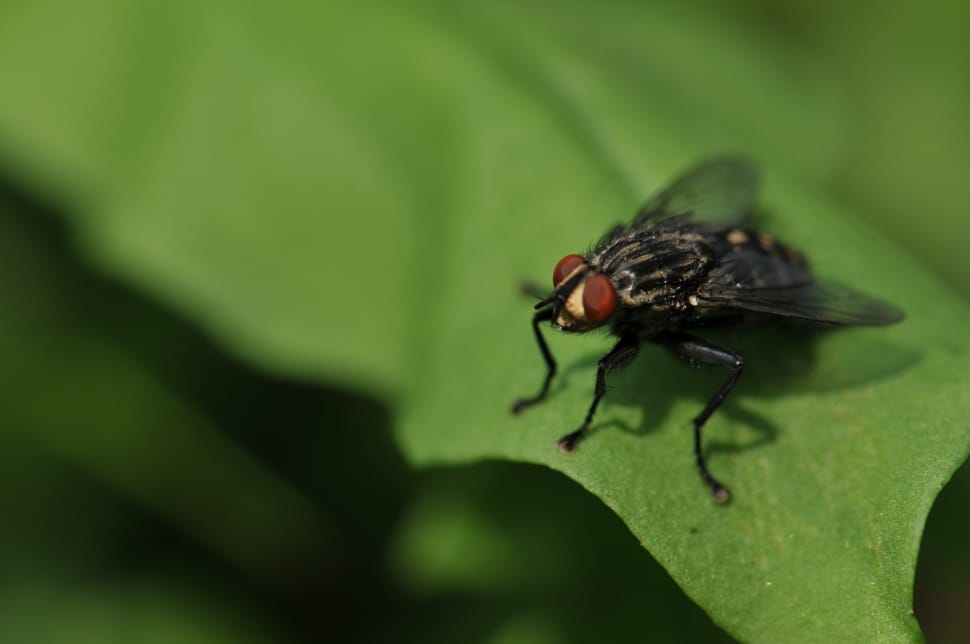 black mosquito on green leaf preview