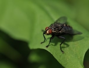 black mosquito on green leaf thumbnail