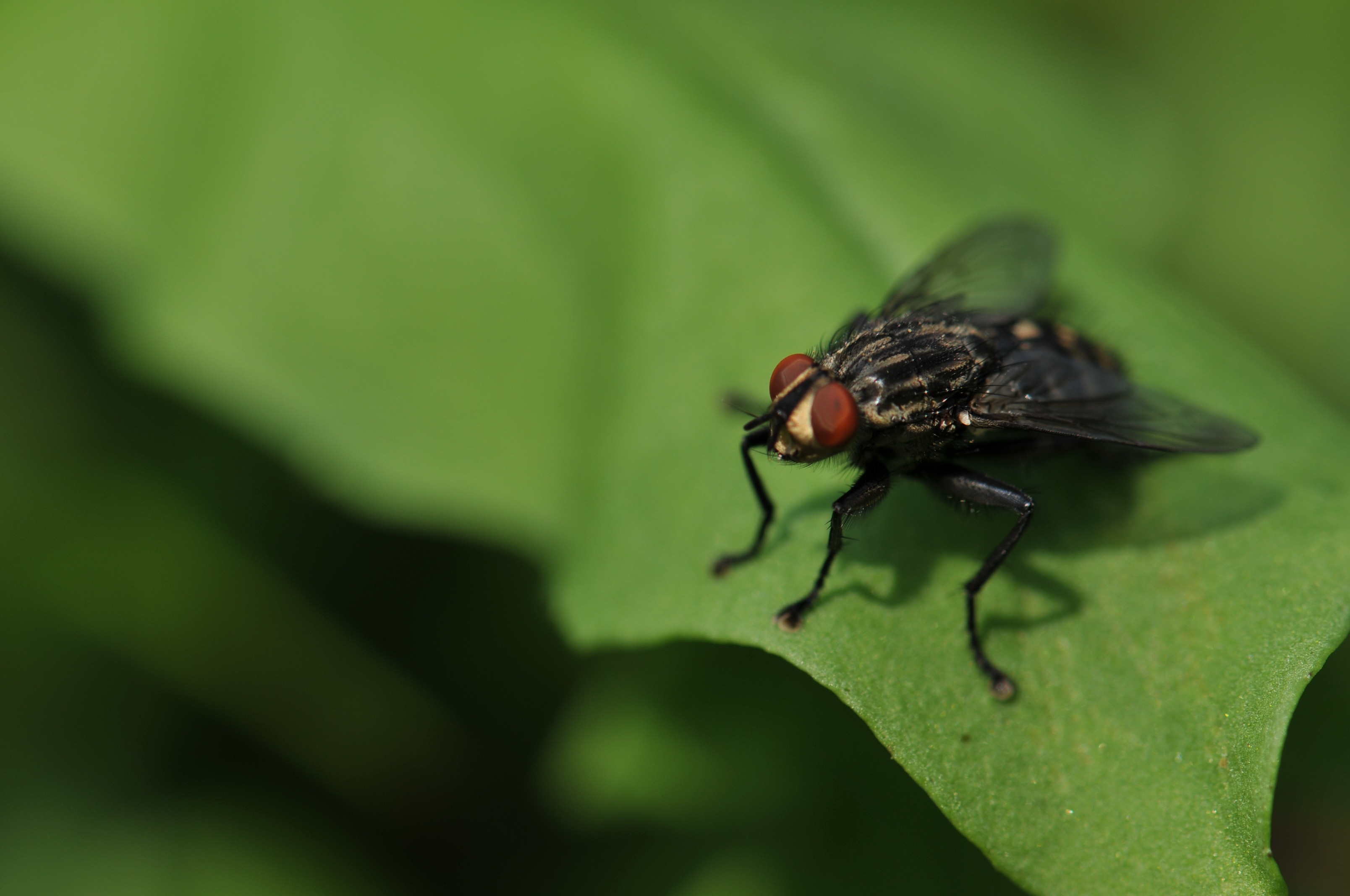 black mosquito on green leaf