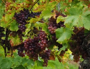 grapes fruits thumbnail