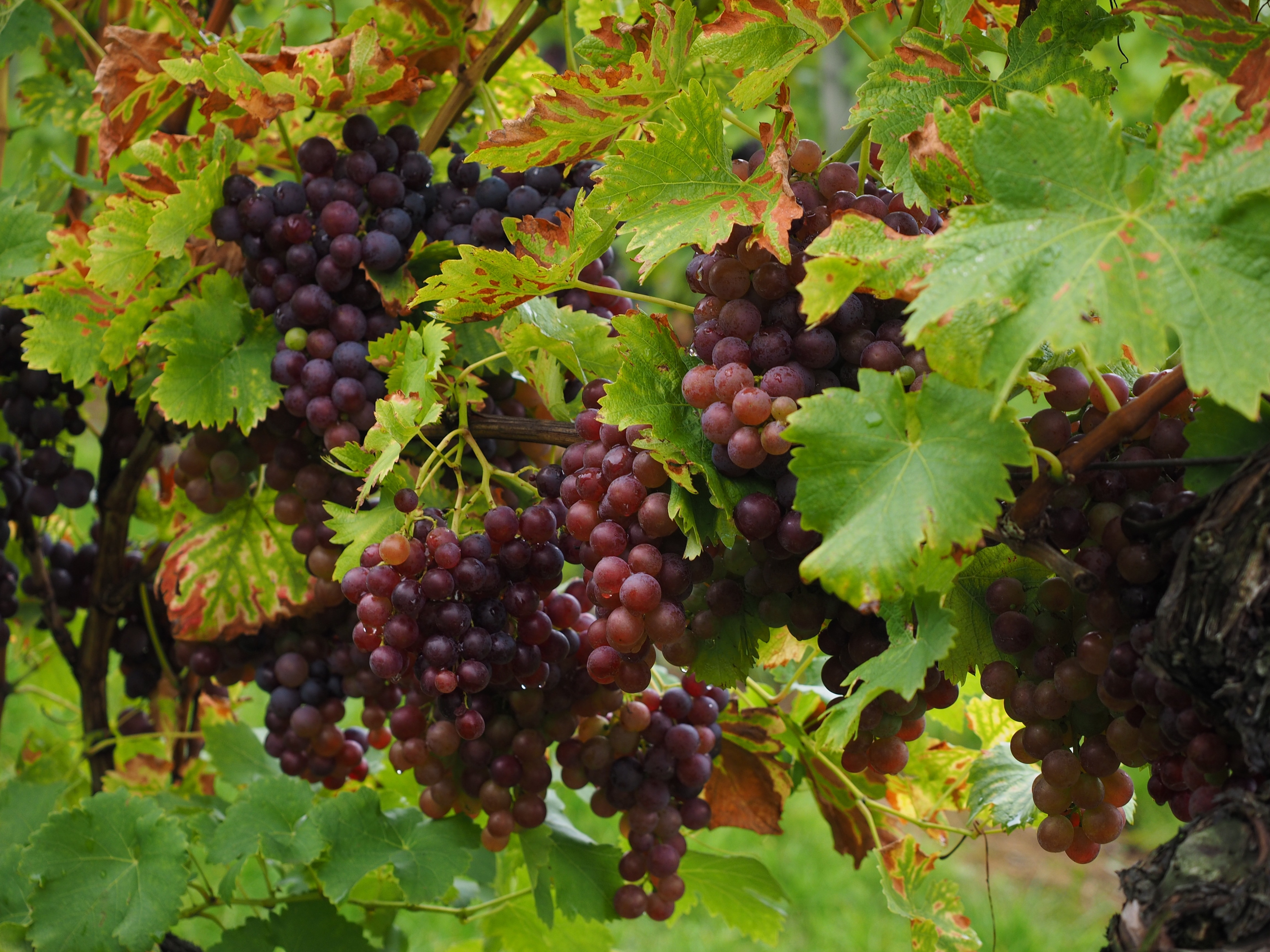 grapes fruits