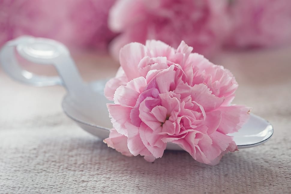 pink carnation flower preview
