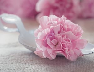 pink carnation flower thumbnail