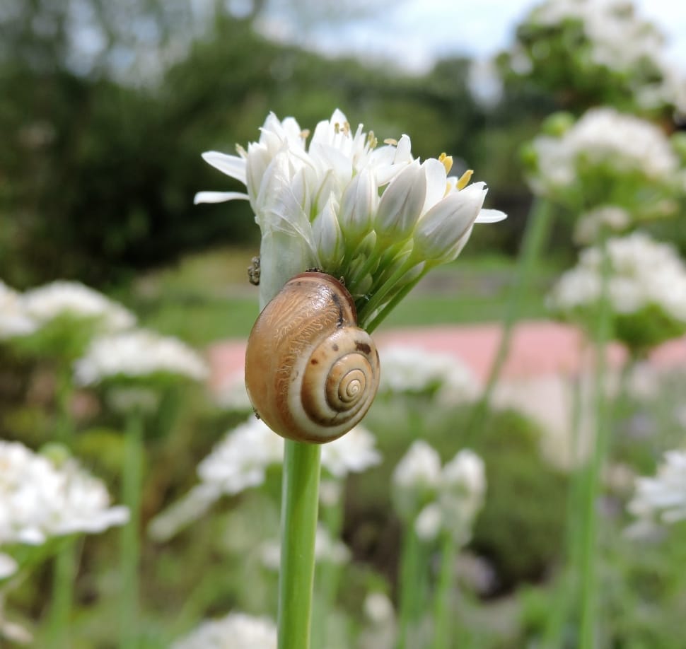 white flower bud with snail preview