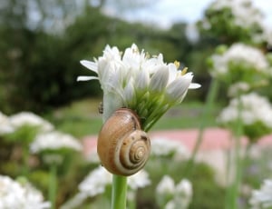 white flower bud with snail thumbnail