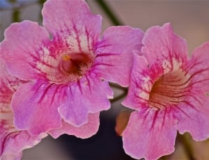 selective focus photo of pink trumpet creeper flowers thumbnail
